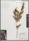 Foto von Salix serissima (L. H. Bailey) Fern.